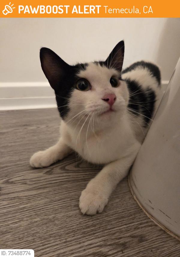 Found/Stray Male Cat last seen Near Moraga Rd, Temecula, CA, Temecula, CA 92591