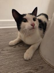 Found/Stray Male Cat last seen Near Moraga Rd, Temecula, CA, Temecula, CA 92591