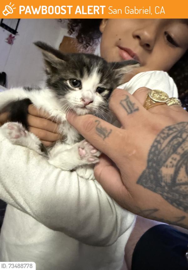 Found/Stray Female Cat last seen San gabriel ca, San Gabriel, CA 91776
