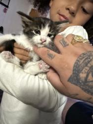 Found/Stray Female Cat last seen San gabriel ca, San Gabriel, CA 91776