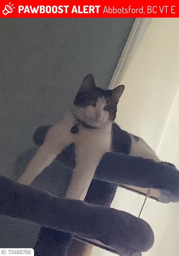 Lost Male Cat last seen grant park, Abbotsford, BC V2T 1E5