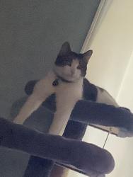 Lost Male Cat last seen grant park, Abbotsford, BC V2T 1E5
