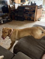 Reunited Female Dog last seen CR 48614, Dayton, TX 77535