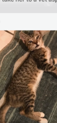 Lost Male Cat last seen Manchester and eucalyptus, Inglewood, CA 90301