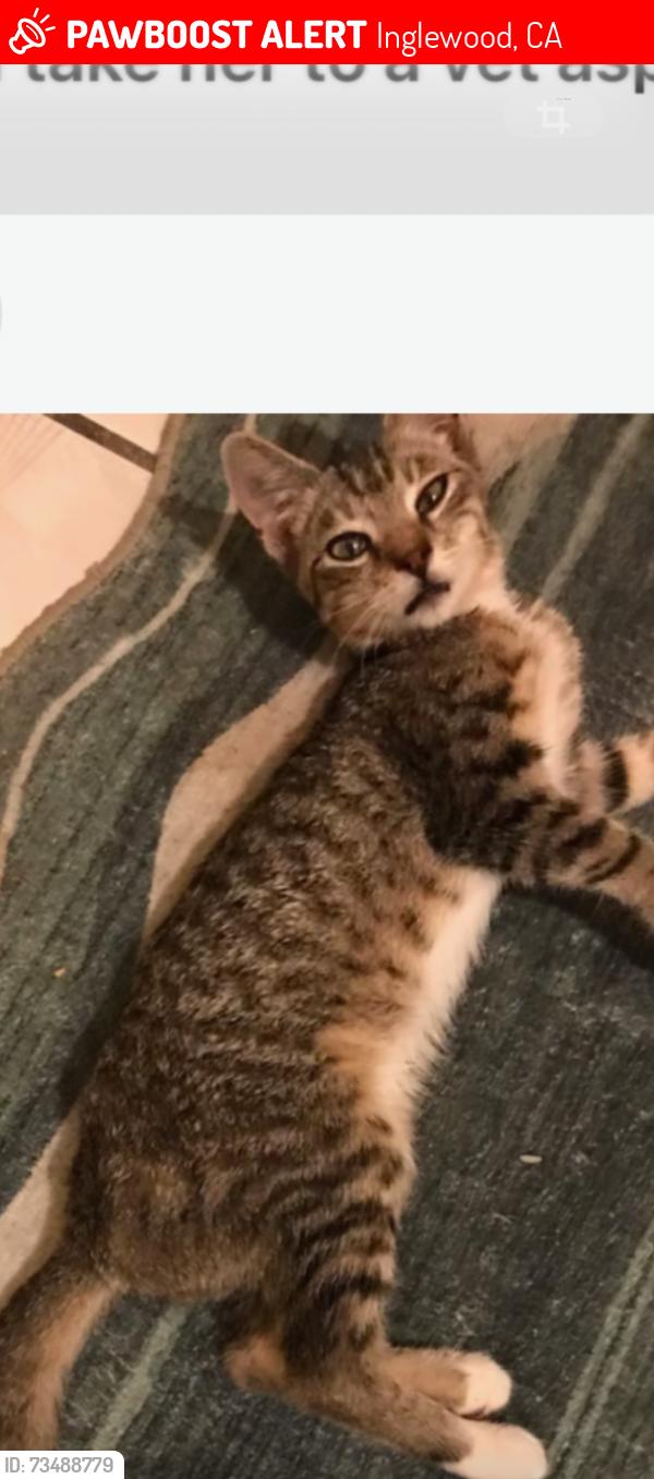 Lost Male Cat last seen Manchester and eucalyptus, Inglewood, CA 90301