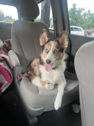 Lost Female Dog last seen Near Virginia Mason and the Federal way Police station, Federal Way, WA 98003