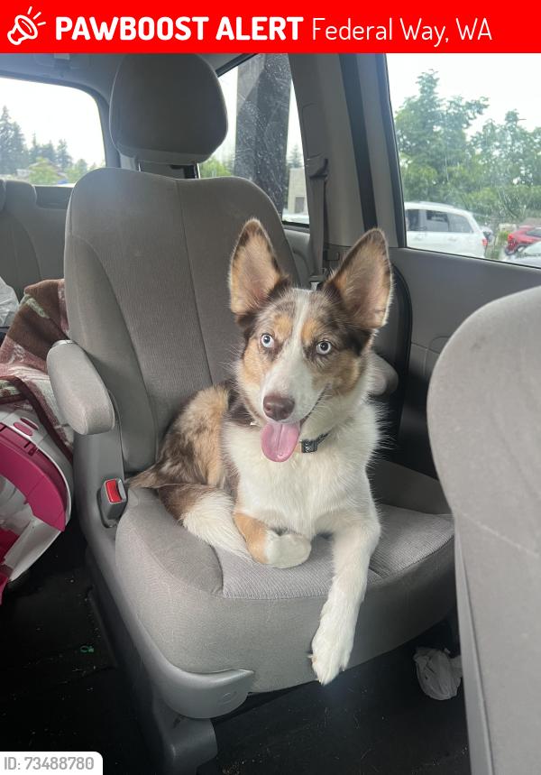 Lost Female Dog last seen Near Virginia Mason and the Federal way Police station, Federal Way, WA 98003
