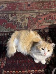 Lost Female Cat last seen Hunter, Ipswich, MA 01938