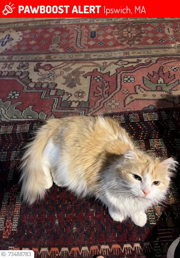 Lost Female Cat last seen Hunter, Ipswich, MA 01938