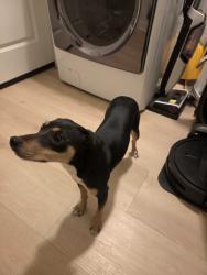 Found/Stray Female Dog last seen Laurel, chico street, Vallejo, CA 94591