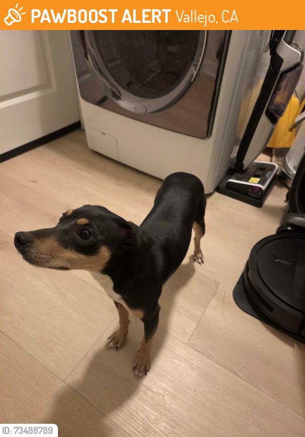 Found/Stray Female Dog last seen Laurel, chico street, Vallejo, CA 94591