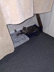 Reunited Male Cat last seen Peralta St & 13th St, Oakland, CA 94607, USA, Oakland, CA 94607