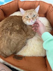 Reunited Male Cat last seen Lafayette and PFC Jacob Wykstra St, Thornton, CO 80241