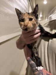Found/Stray Unknown Cat last seen Comet west apmts, New Bern, NC 28562