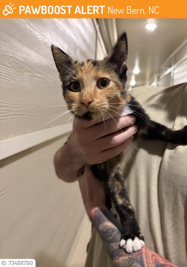 Found/Stray Unknown Cat last seen Comet west apmts, New Bern, NC 28562