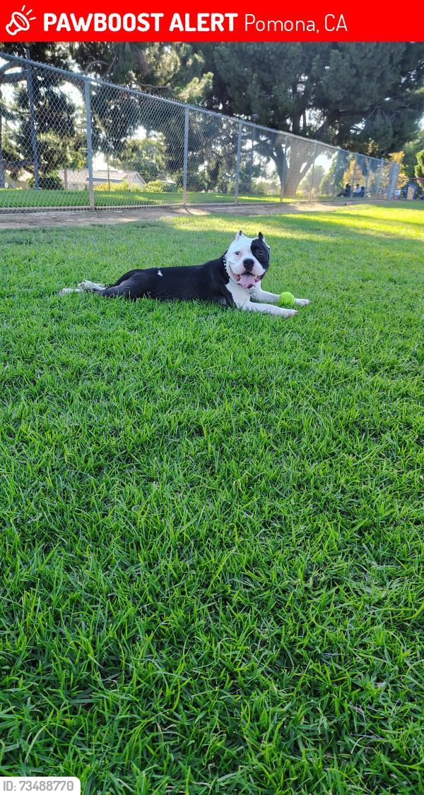 Lost Female Dog last seen Foothill Pomona, Pomona, CA 91799