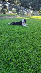 Lost Female Dog last seen Foothill Pomona, Pomona, CA 91799