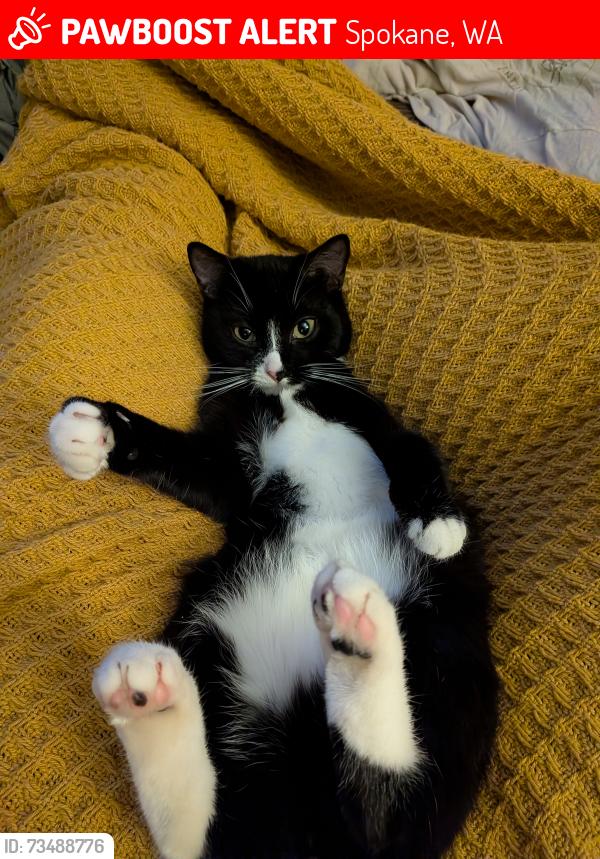 Lost Female Cat last seen 4th and E (West hills), Spokane, WA 99224