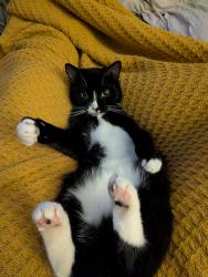 Lost Female Cat last seen 4th and E (West hills), Spokane, WA 99224