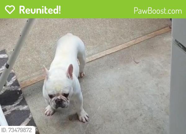 Reunited Female Dog last seen regent st cerca de woodside y Hudson st, Redwood City, CA 94061