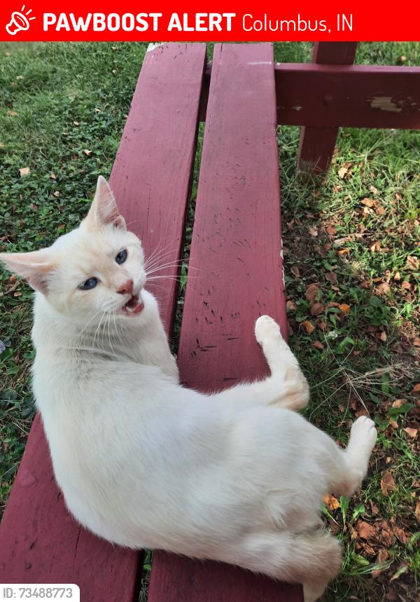 Lost Male Cat last seen Garland Brook Cemetery in Columbus Indiana, Columbus, IN 47201