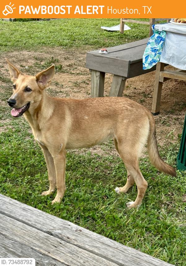 Found/Stray Female Dog last seen Dunlap@Fonmeadow, Houston, TX 77035