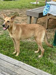 Found/Stray Female Dog last seen Dunlap@Fonmeadow, Houston, TX 77035