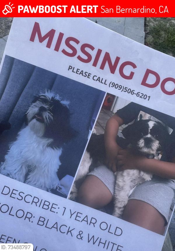 Lost Male Dog last seen 11th and Perris, San Bernardino, CA 92411