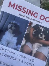 Lost Male Dog last seen 11th and Perris, San Bernardino, CA 92411