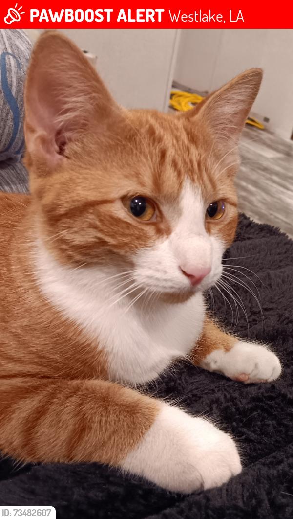 Lost Male Cat last seen Johnstone rd. an sampson st., Westlake, LA 70669
