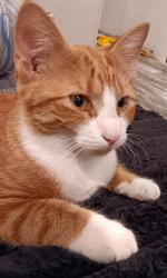 Lost Male Cat last seen Johnstone rd. an sampson st., Westlake, LA 70669