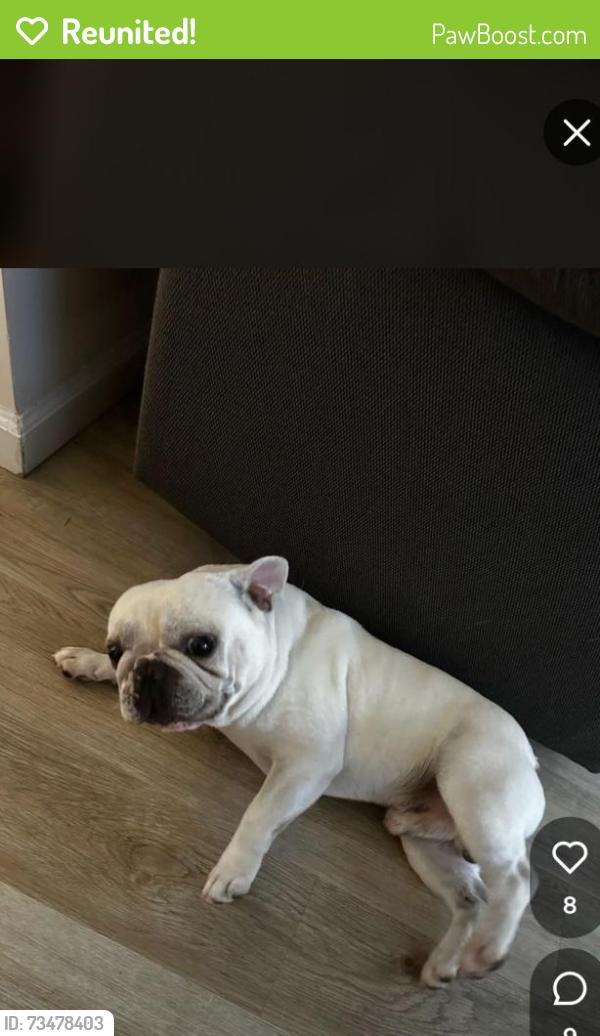 Reunited Female Dog last seen regent st. Roosevelt. woodside, Redwood City, CA 94061