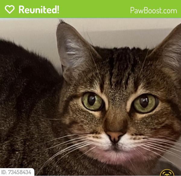 Reunited Male Cat last seen Dawes/Cass Street, San Diego, CA 92109