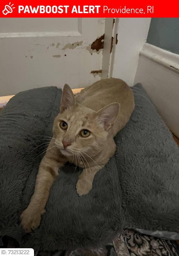 Lost Male Cat last seen Hartford Ave Providence, Providence, RI 02909