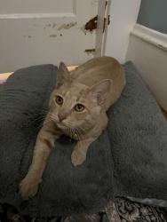 Lost Male Cat last seen Hartford Ave Providence, Providence, RI 02909