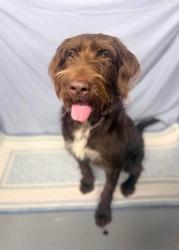 Reunited Female Dog last seen Pecos & 68th, Denver, CO 80221