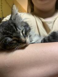 Found/Stray Male Cat last seen allen & western, Beaverton, OR 97005