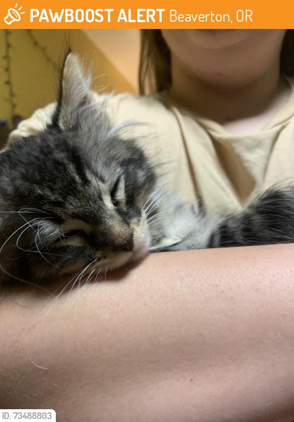 Found/Stray Male Cat last seen allen & western, Beaverton, OR 97005