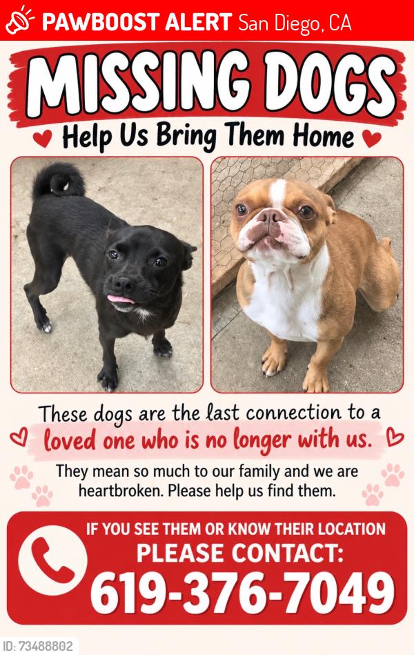 Lost Male Dog last seen Biola and Hollister by South West High School, San Diego, CA 92154