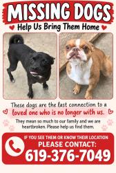 Lost Male Dog last seen Biola and Hollister by South West High School, San Diego, CA 92154