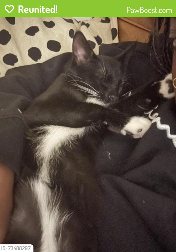 Reunited Male Cat last seen Near 41 st sw by Mount Royal university, Calgary, AB T3E 3K8
