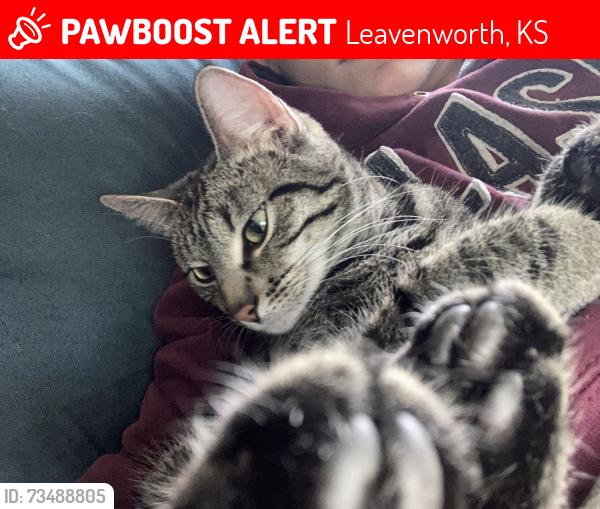 Lost Female Cat last seen 18th and ridge road, Leavenworth, KS 66048