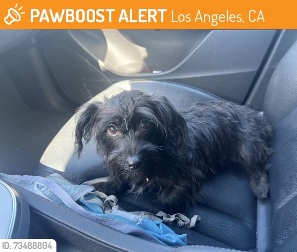 Found/Stray Female Dog last seen San Pedro & 57th St., Los Angeles, CA 90011