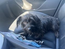 Found/Stray Female Dog last seen San Pedro & 57th St., Los Angeles, CA 90011