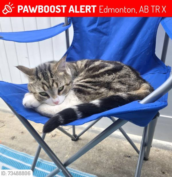 Lost Female Cat last seen Near Meadowlark Village Northwest, Edmonton, AB T5R 5X3