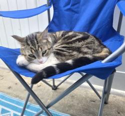 Lost Female Cat last seen Near Meadowlark Village Northwest, Edmonton, AB T5R 5X3