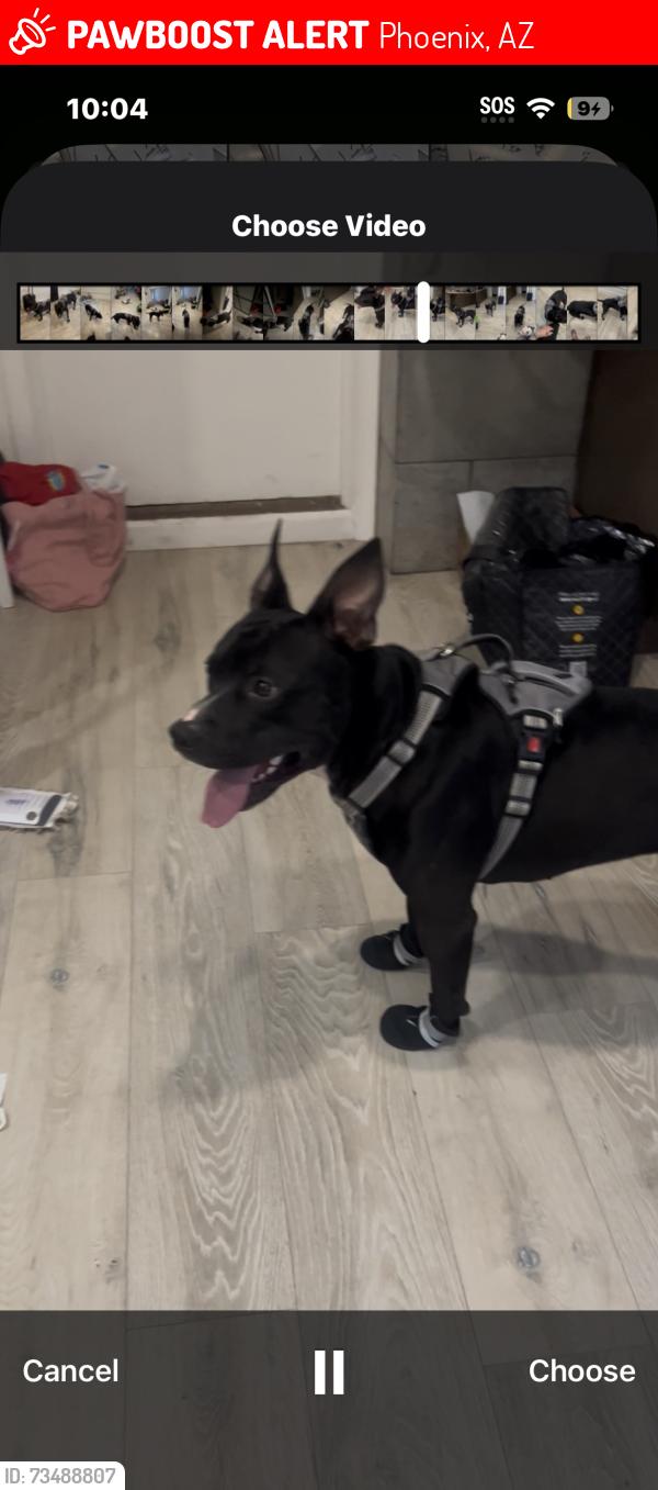 Lost Male Dog last seen 15th ave Indianschool, Phoenix, AZ 85015