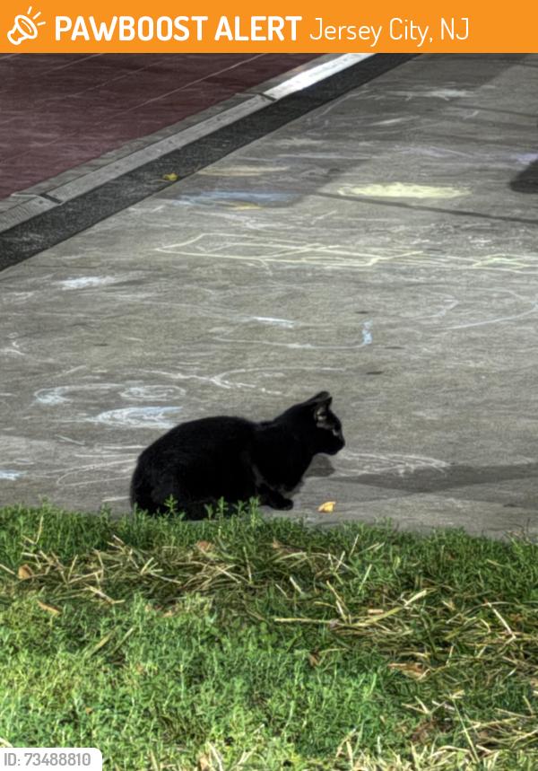 Found/Stray Unknown Cat last seen Basketball court of Hamilton Park, Jersey City, NJ 07302