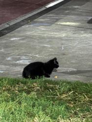 Found/Stray Unknown Cat last seen Basketball court of Hamilton Park, Jersey City, NJ 07302