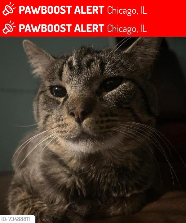 Lost Male Cat last seen Kimball and wilson, Chicago, IL 60625